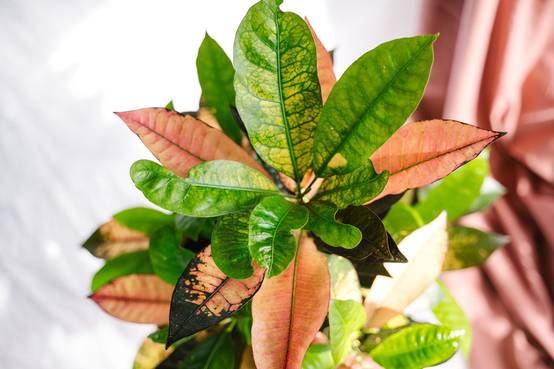 La Green Touch - Codiaeum croton Iceton 120cm - Plante d'intérieur- La Green Touch - Image 3