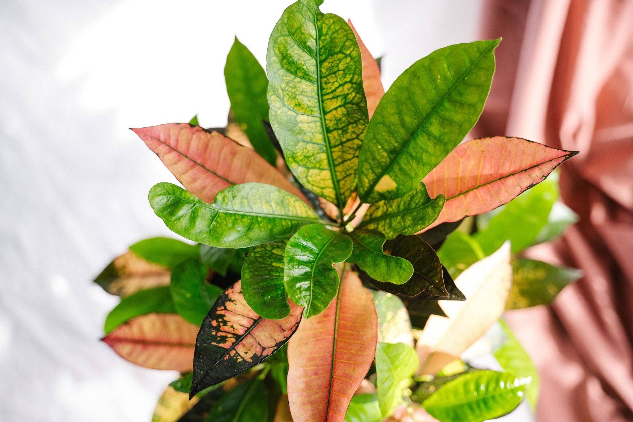 La Green Touch - Codiaeum croton Iceton 120cm - Plante d'intérieur- La Green Touch - Image 3