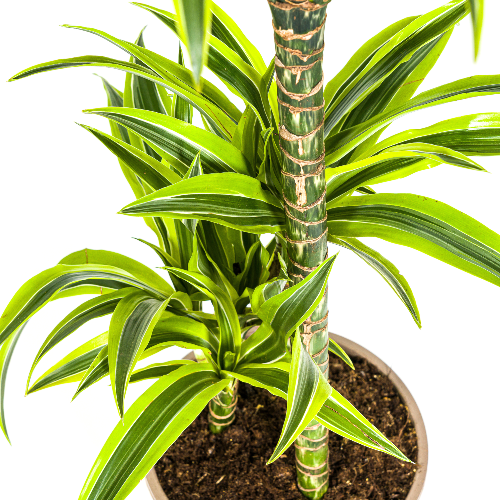 La Green Touch - Dracaena Deremensis Lemon Vert Clair - D24 H130cm - Image 6