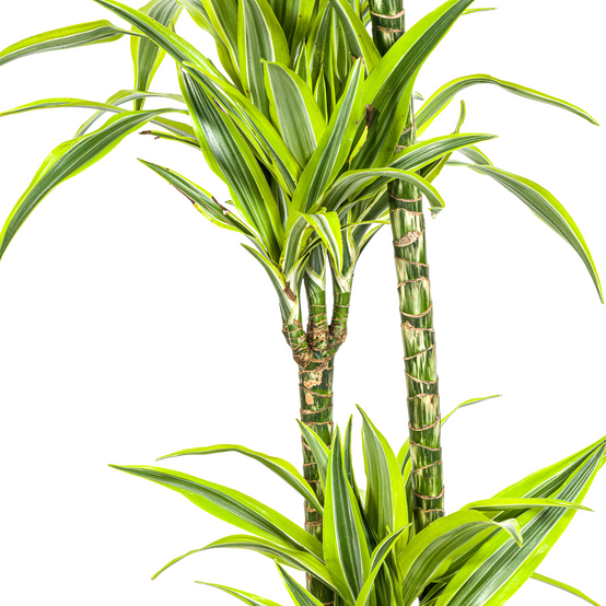 Dracaena Deremensis Lemon Vert Clair - D24 H130cm - Image 5