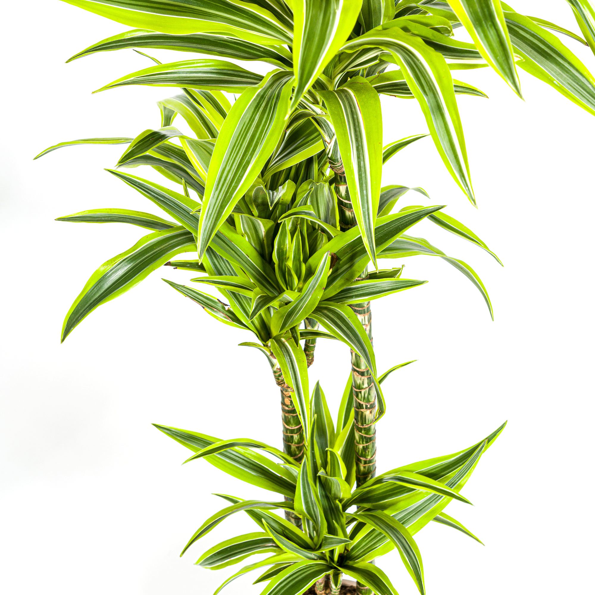Dracaena Deremensis Lemon Vert Clair - D24 H130cm - Image 3