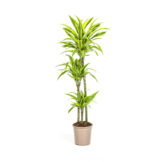 Dracaena Deremensis Lemon Vert Clair - D24 H130cm - Image 1