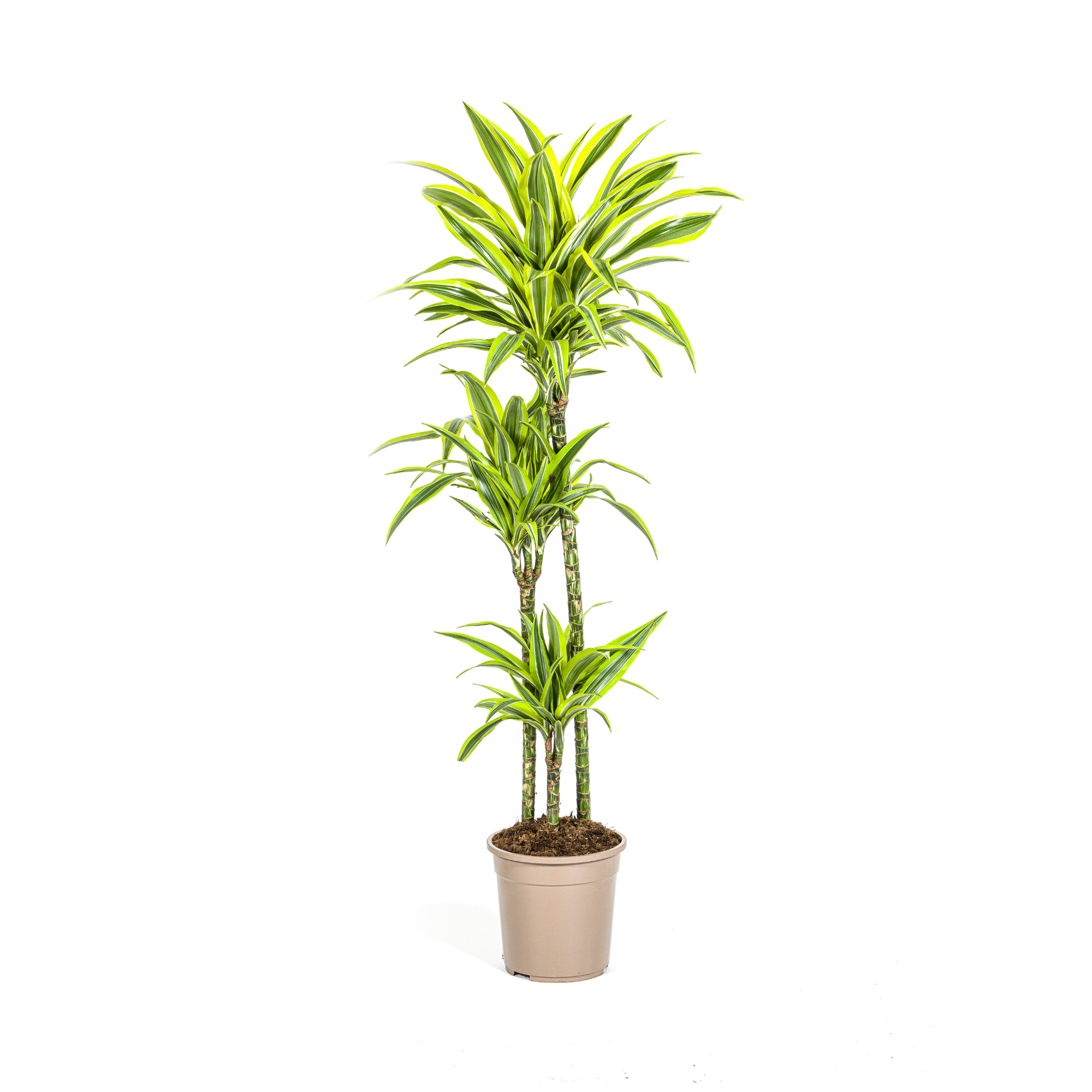 Dracaena Deremensis Lemon Vert Clair - D24 H130cm - Image 1
