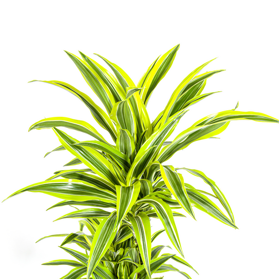 Dracaena Deremensis Lemon Vert Clair - D24 H130cm - Image 2