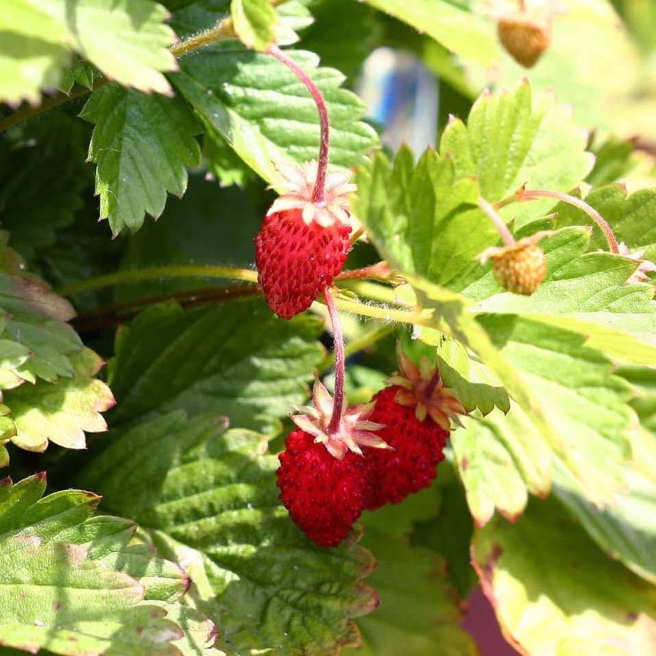 Fragaria vesca Alexandria - fraisier des bois Godet de 8/9 cm