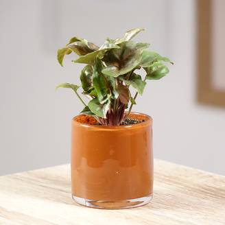 Syngonium Maria Allusion Mini-plante