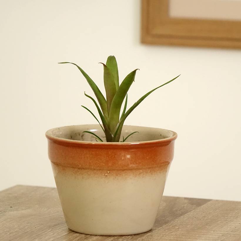 Vriesea Christiane Mini-plante