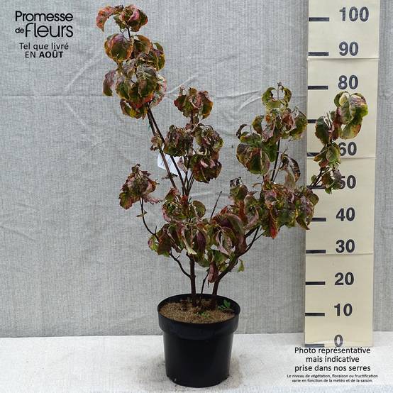 Promesse de Fleurs - Cornus florida Rainbow - Cornouiller de Floride panaché Pot de 6L/7L - Image 2
