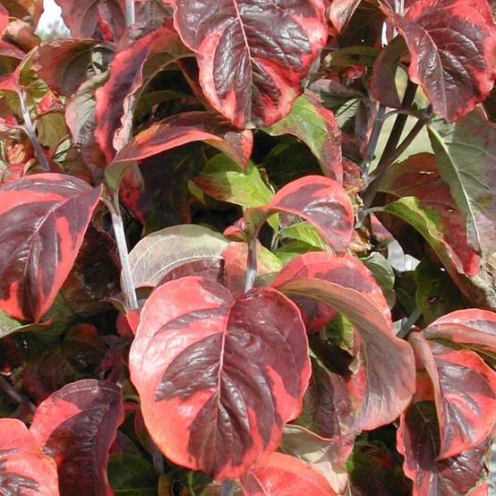 Promesse de Fleurs - Cornus florida Rainbow - Cornouiller de Floride panaché Pot de 6L/7L - Image 1