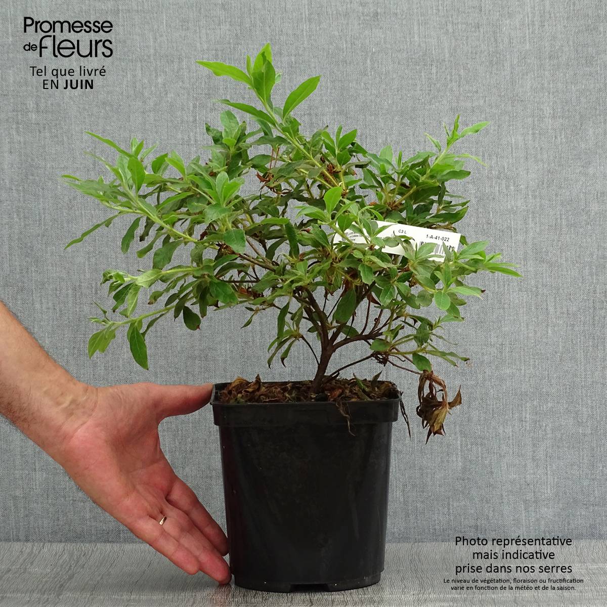 Promesse de Fleurs - Azalée du Japon Koromo Shikibu - Rhododendron hybride Pot de 2L/3L - Image 2