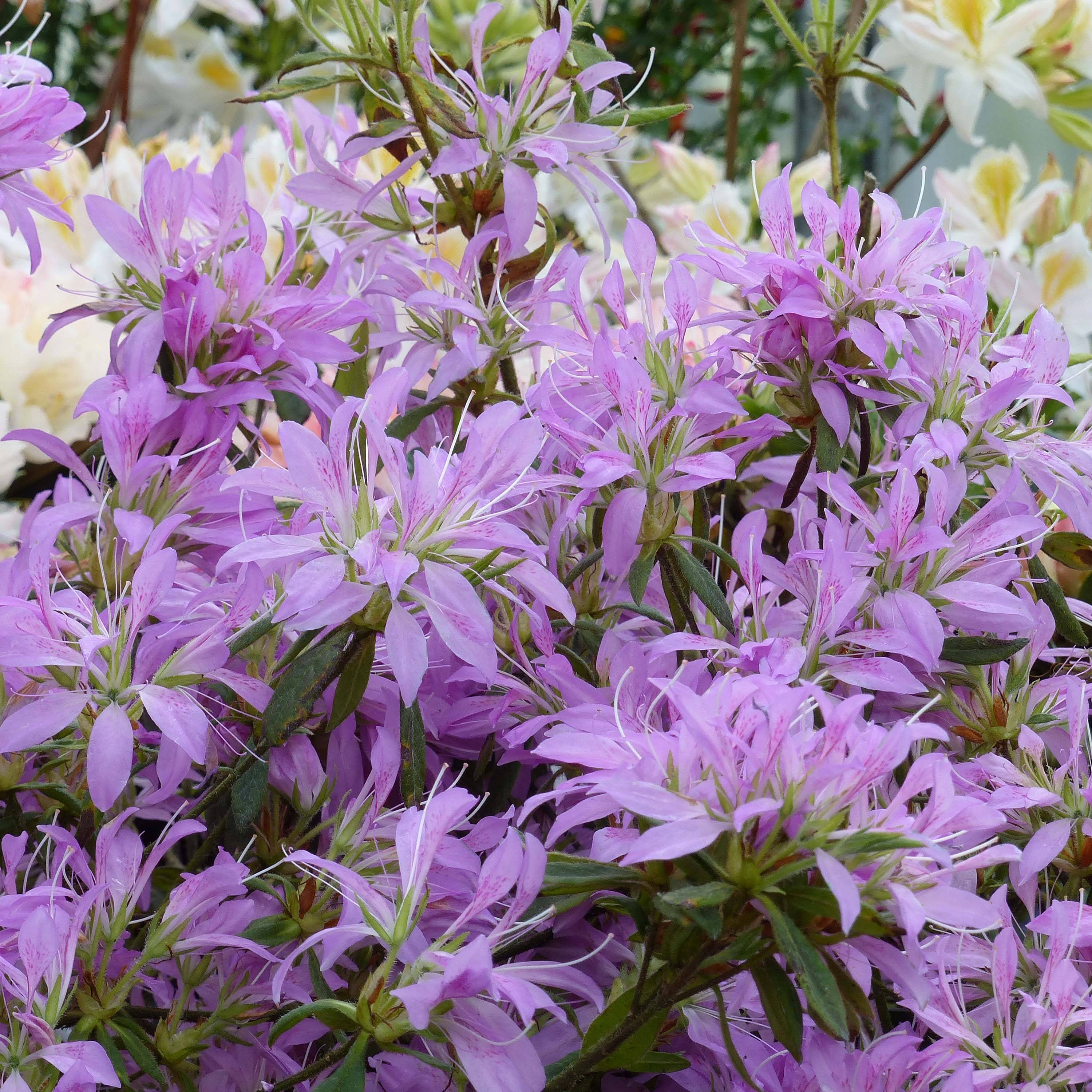 Promesse de Fleurs - Azalée du Japon Koromo Shikibu - Rhododendron hybride Pot de 2L/3L - Image 1