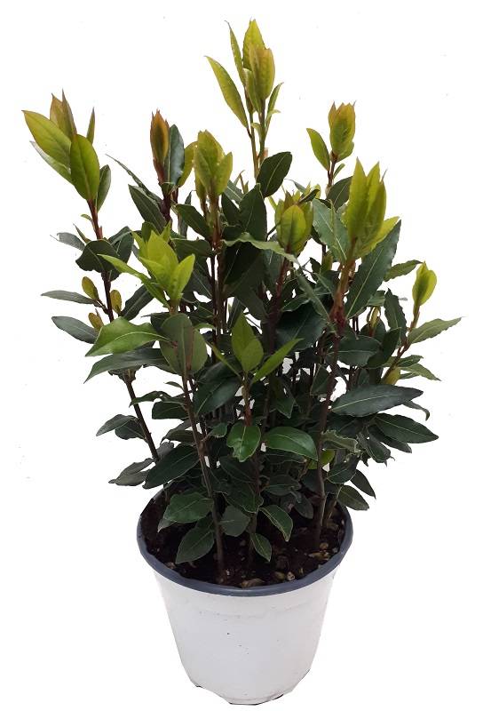 Laurier sauce Laurus nobilis Pot 14 cm