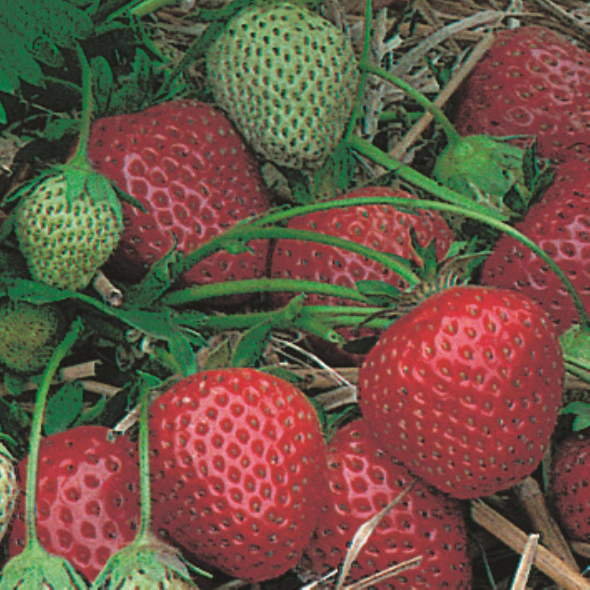 Plant de fraisier remontant Rabunda  barquette 6 godets - Image 1