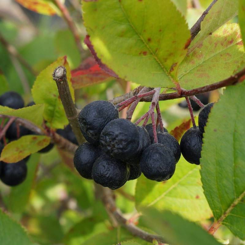 Aronie melanocarpa, Aronia à fruits noir à fleurs Blanche - feuillage Caduc - Pot de 4L - 20/40 cm- hauteur à maturité De 1,00 m à 1,50 m - Image 1