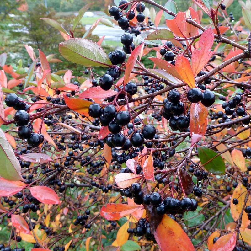 Aronie melanocarpa, Aronia à fruits noir à fleurs Blanche - feuillage Caduc - Pot de 4L - 20/40 cm-  hauteur à maturité De 1,00 m à 1,50 m - Image 3