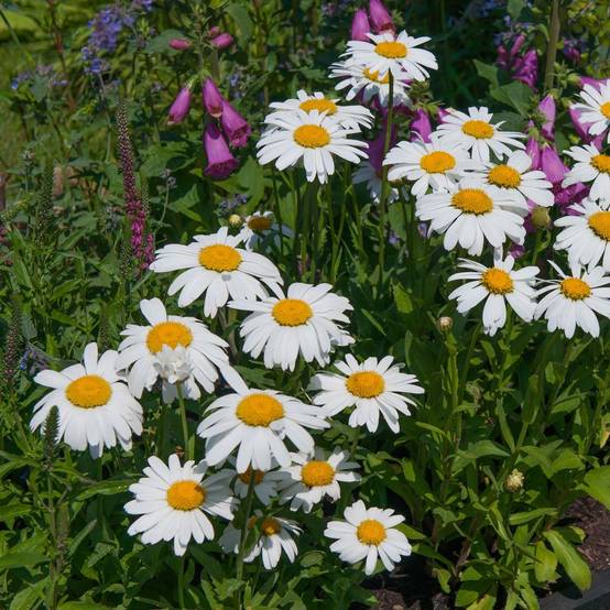 Leucanthemum Princesse d'Argent - Grande marguerite Pot de 2L/3L