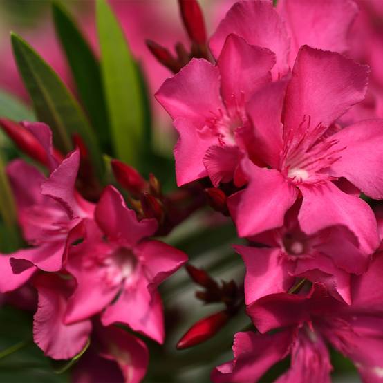 Laurier rose Italia - Nerium oleander Pot de 3L/4L, Buisson, Touffe - Image 1