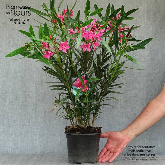 Laurier rose Italia - Nerium oleander Pot de 3L/4L, Buisson, Touffe - Image 2