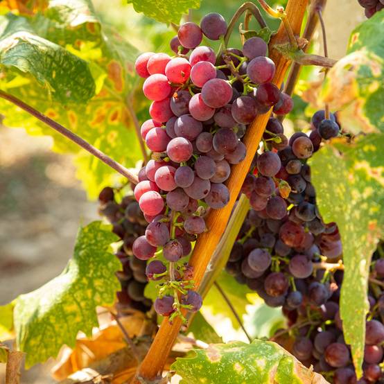 Vigne de table Vanessa - Vitis vinifera Pot de 2L/3L