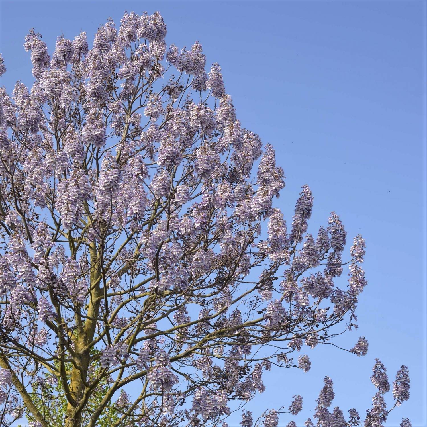Promesse de Fleurs - Paulownia fortunei Fast Blue Pot de 7,5L/10L