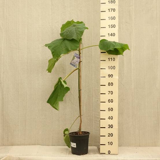 Promesse de Fleurs - Paulownia fortunei Fast Blue Pot de 7,5L/10L - Image 2