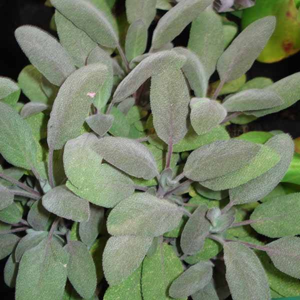 Sauge officinale Purpurascens - Sauge pourpre Pot de 1,5L/2L