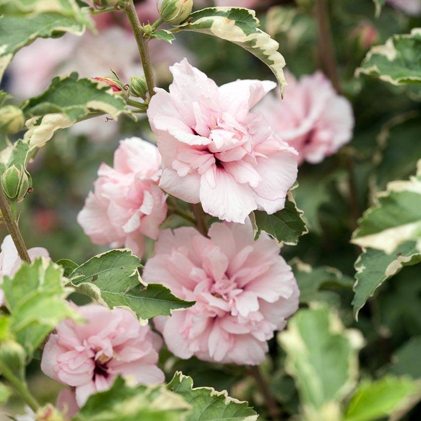Promesse de Fleurs - Hibiscus syriacus Sugar Tip - Althéa double rose tendre  Pot de 3L/4L - Image 1