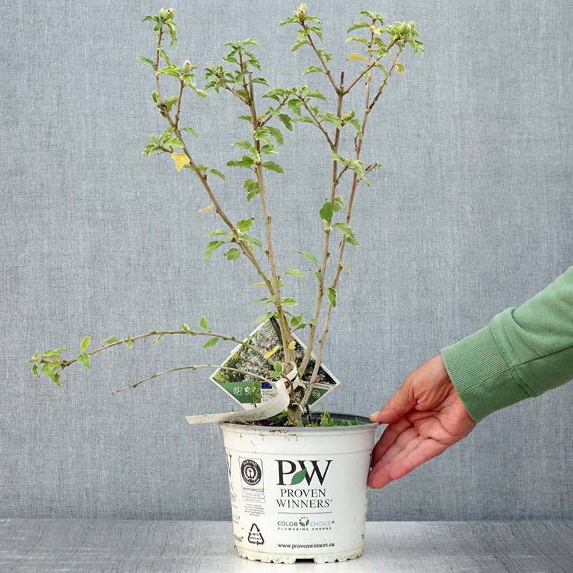 Promesse de Fleurs - Hibiscus syriacus Sugar Tip - Althéa double rose tendre  Pot de 3L/4L - Image 2