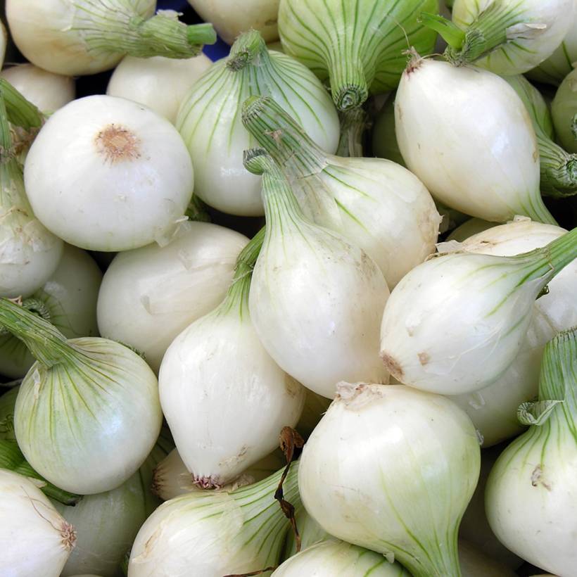 Promesse de Fleurs - Oignon Blanc extra hâtif de Barletta - Allium cepa le sachet de 600 graines environ (3g)