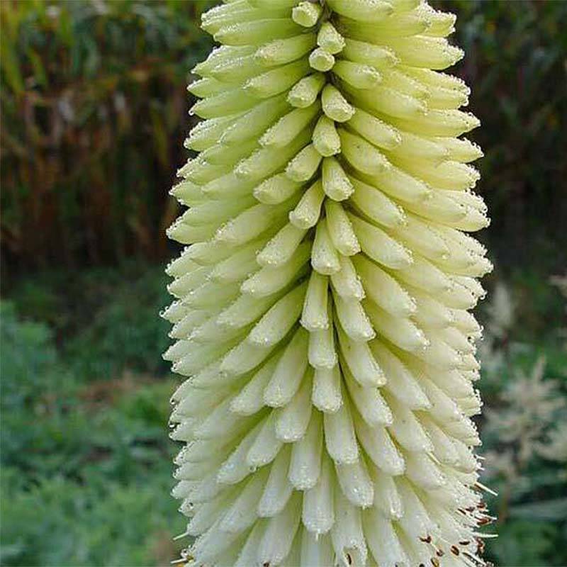 Promesse de Fleurs - Kniphofia Ice Queen Godet de 8/9 cm