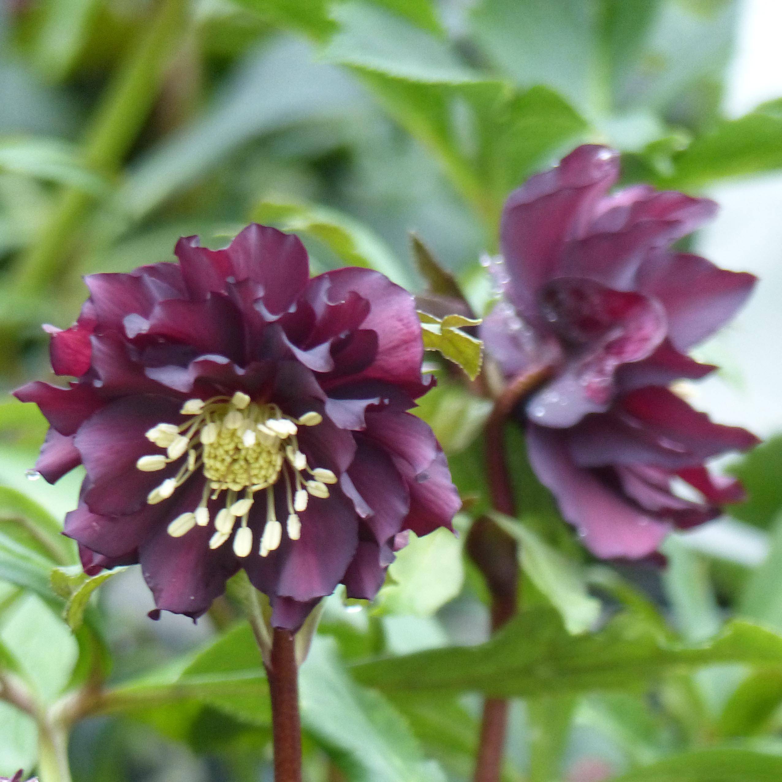 Promesse de Fleurs - Hellébore orientale Double Noire Pot de 2L/3L