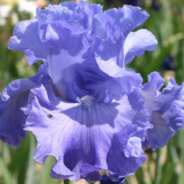Promesse de Fleurs - Iris germanica Delta Blues Rhizome