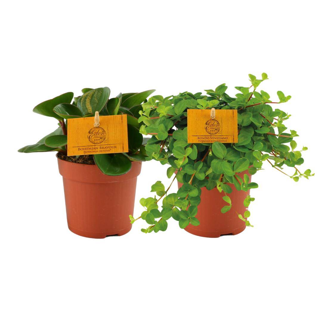 Box - 2 peperomia 15cm - Plante d'intérieur- La Green Touch - Image 1