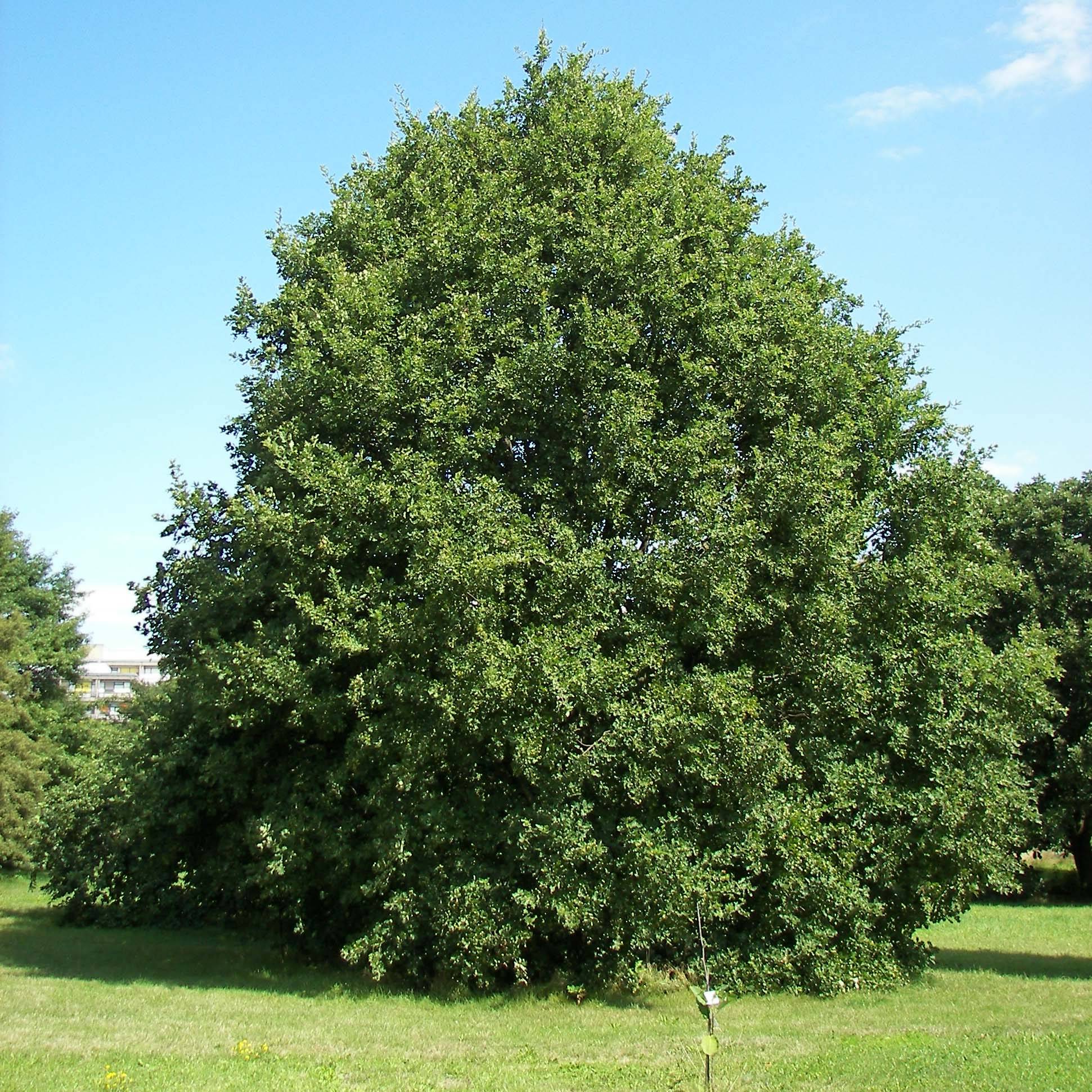 Promesse de Fleurs - Chêne rouvre - Quercus petraea Pot de 2L/3L