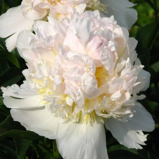 Promesse de Fleurs - Pivoine lactiflora Top Brass Pot de 3L/4L