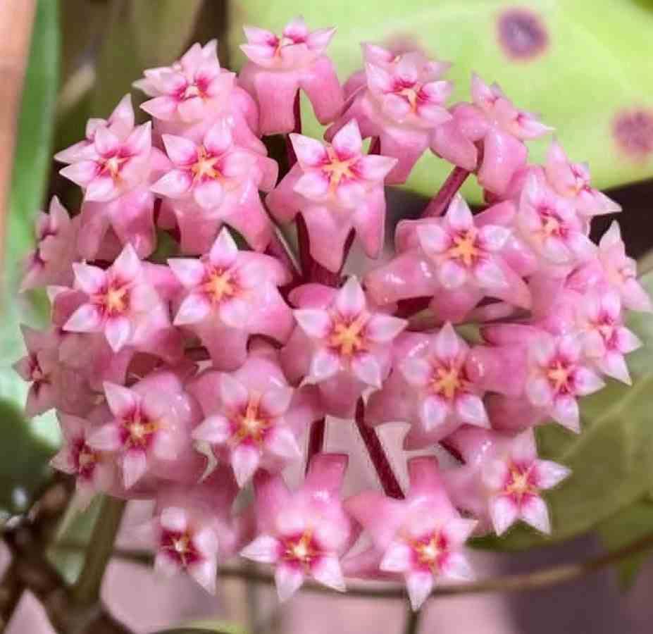 Sans Marque - Hoya parasitica (Fleur de porcelaine, fleur de cire) Couleur floraison:Rose - Taille:Pot de 2 litres - 20/40 cm