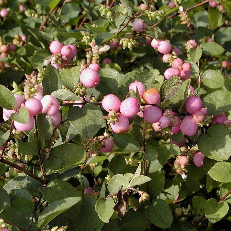 Symphorine Magic Berry, Symphoricarpos à fleurs Blanche - feuillage Caduc - Pot de 3L - 20/40 cm- hauteur à maturité De 2,50 m à 3,00 m - Image 1