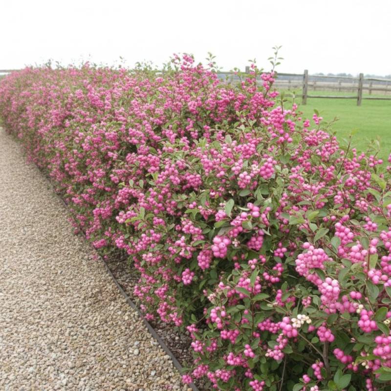 Symphorine Magic Berry, Symphoricarpos à fleurs Blanche - feuillage Caduc - Pot de 3L - 20/40 cm- hauteur à maturité De 2,50 m à 3,00 m - Image 4