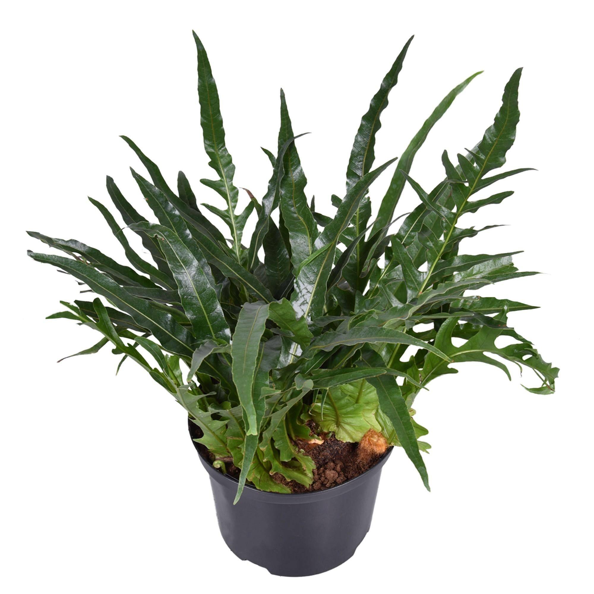 Fougère Aglaomorpha 60cm - Plante d'intérieur- La Green Touch - Image 2