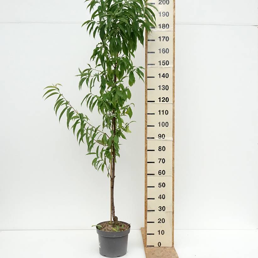 Pêcher à fleurs - Prunus persica Taoflora Red Pot de 7,5L/10L, Baliveau - Image 2