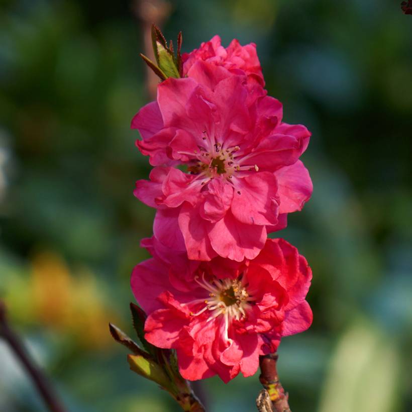 Pêcher à fleurs - Prunus persica Taoflora Red Pot de 7,5L/10L, Baliveau - Image 1