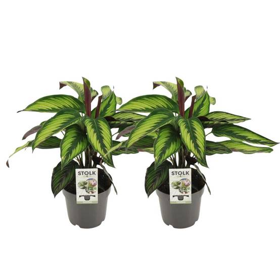 Calathea Majestica Princeps - H45cm