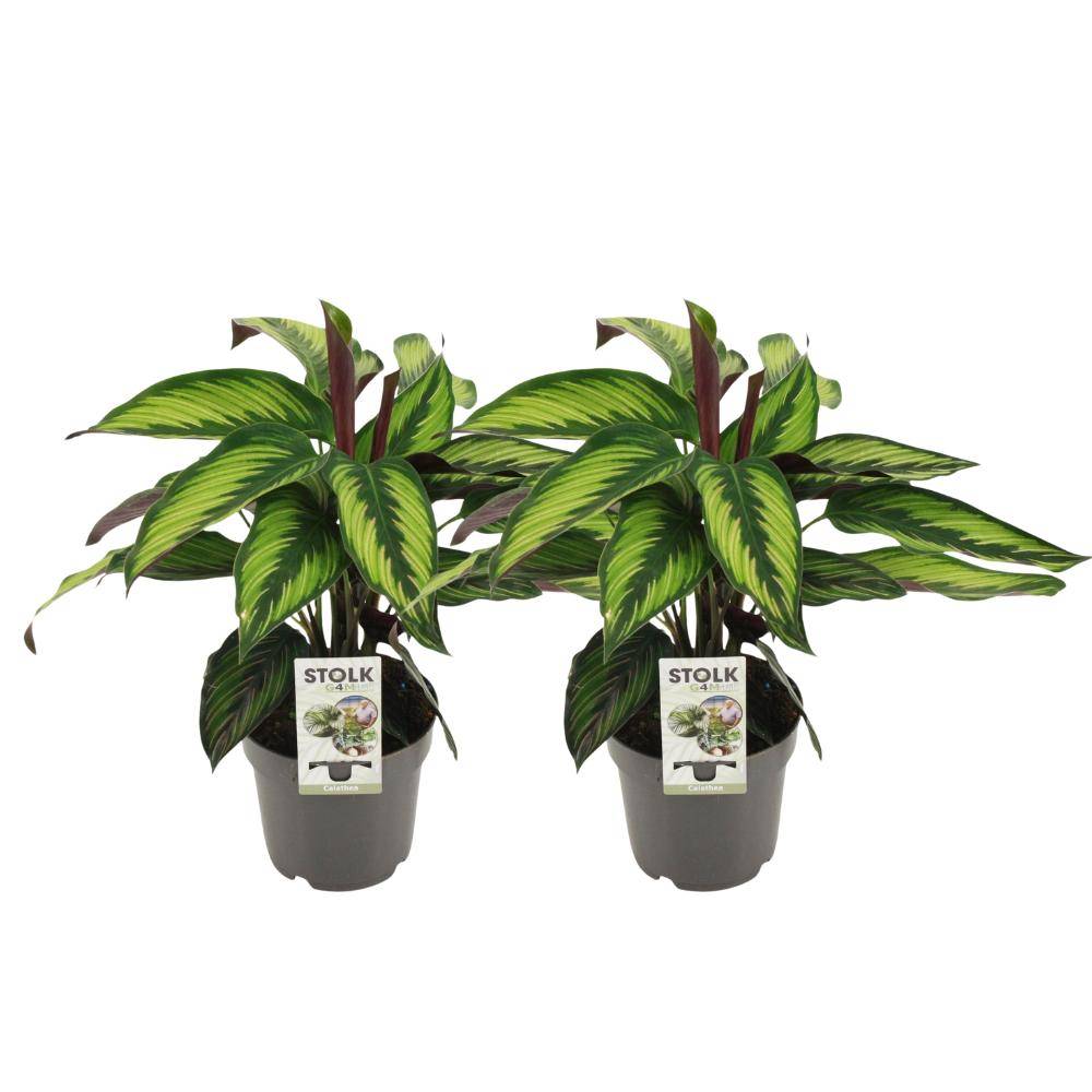 Calathea Majestica Princeps - H45cm