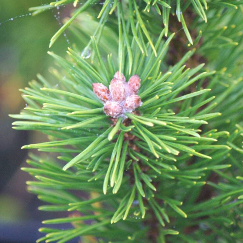Pin de montagne nain Gnom, Pinus - Pot de 2L - 40/60 cm - Image 1