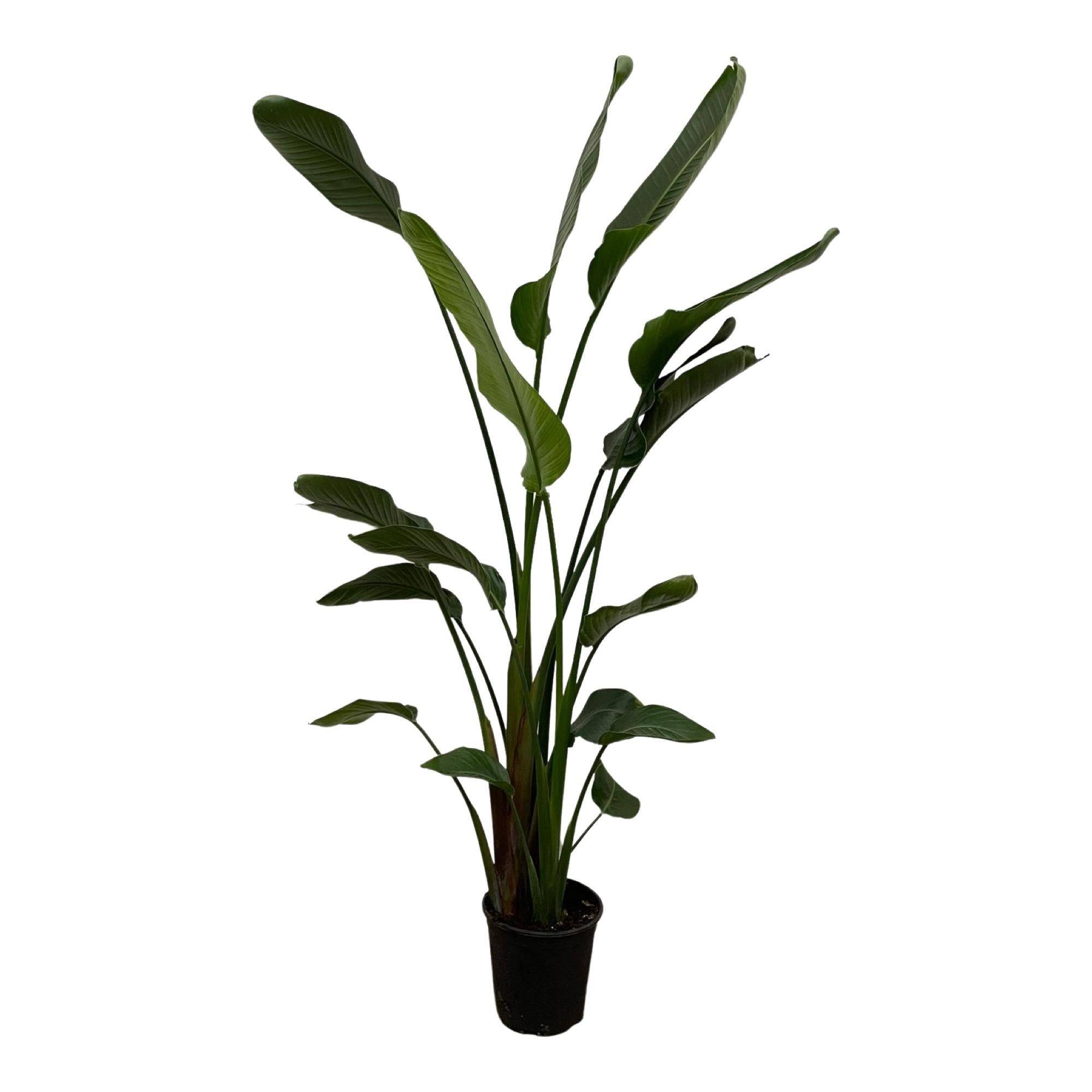 La Green Touch - Strelitzia Nicolai - D24 H170cm - Image 2