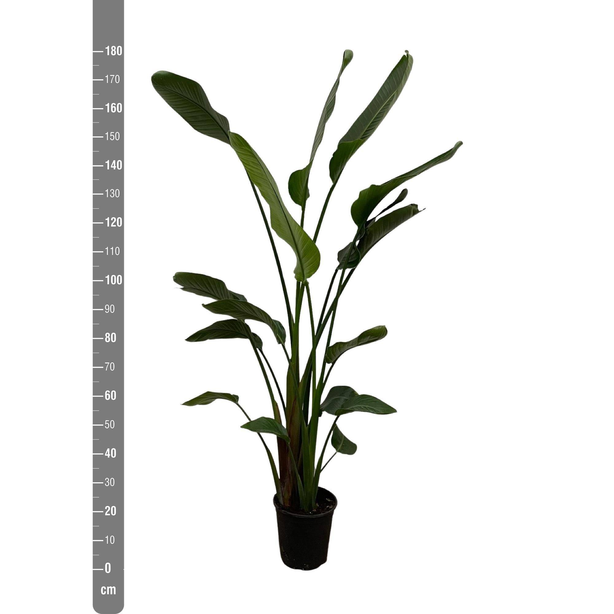 La Green Touch - Strelitzia Nicolai - D24 H170cm - Image 3