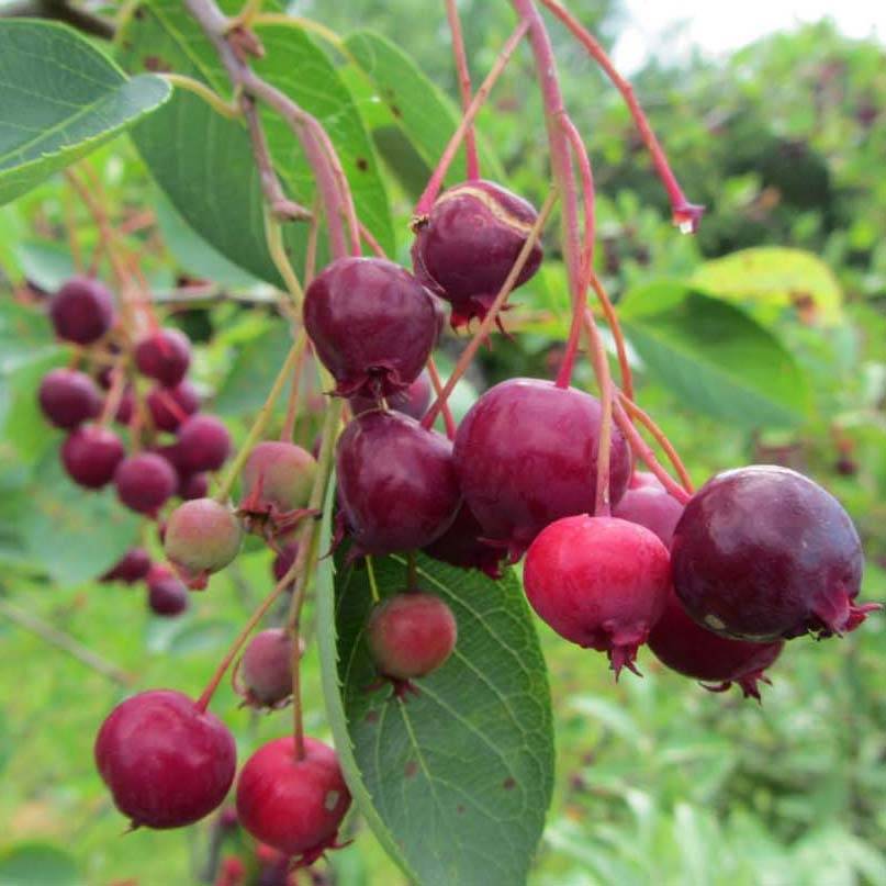 Amelanchier Ballerina Pot de 3L/4L - Image 1