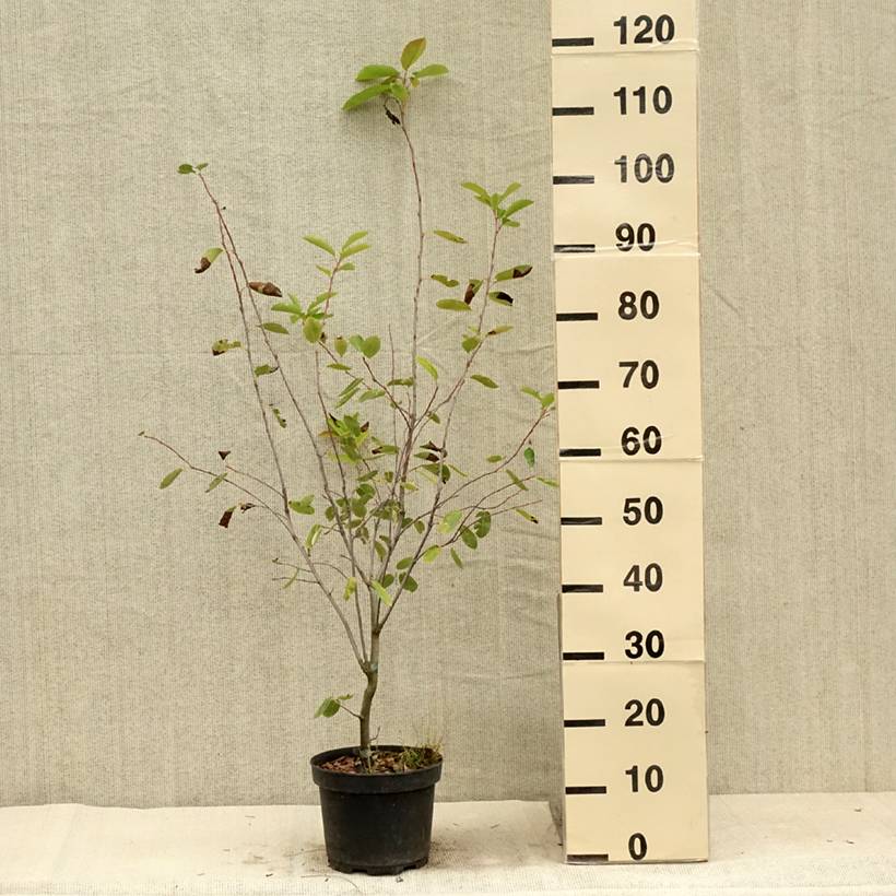 Amelanchier Ballerina Pot de 3L/4L - Image 2