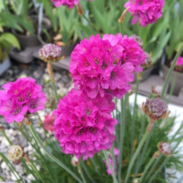 Gazon d'Espagne, Armeria hybrida Ornament Godet de 8/9 cm
