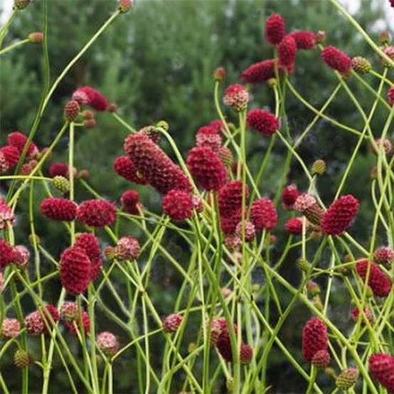 Sanguisorba officinalis Arnhem - Grande pimprenelle Godet de 8/9 cm